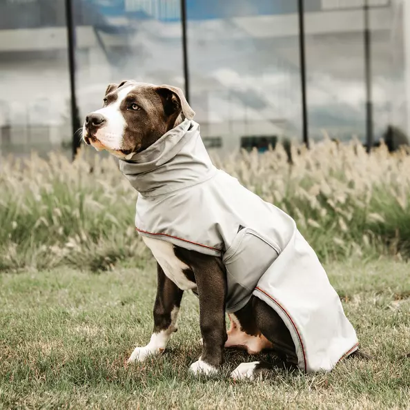 Kentucky Dog Rain Coat