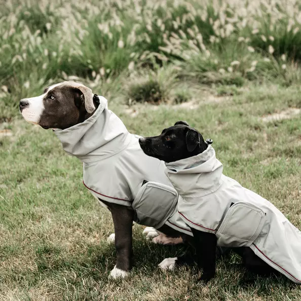 Kentucky Dog Rain Coat